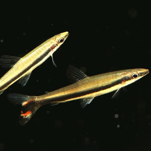 Nannobrycon unifasciatus   Potloodvis M